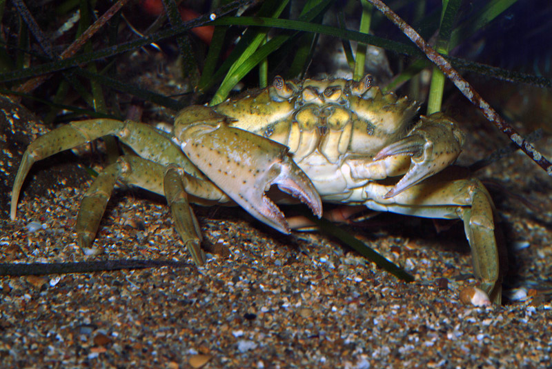 Carcinus sp.